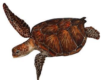 Green Sea Turtle Species Portrait - Giclée Art Print