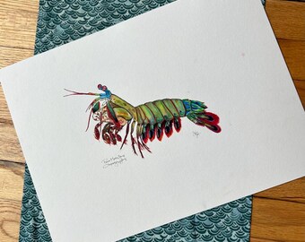 Mantis Shrimp Species Portrait - Giclée Art Print