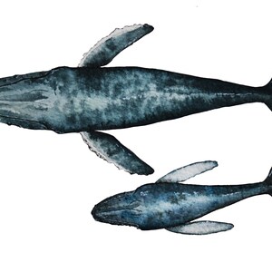 Humpback Whale Pair Species Portrait - Giclée Art Print