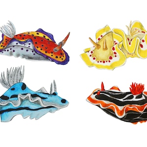 Nudibranch Poster - Giclée Art Print