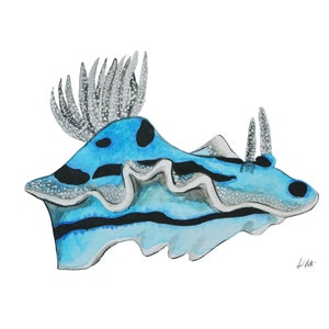 Chromodoris Willani Nudibranch Species Portrait - Giclée Art Print