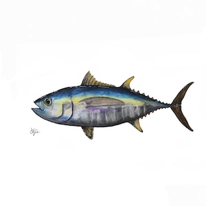 Bigeye Tuna Species Portrait - Giclée Art Print