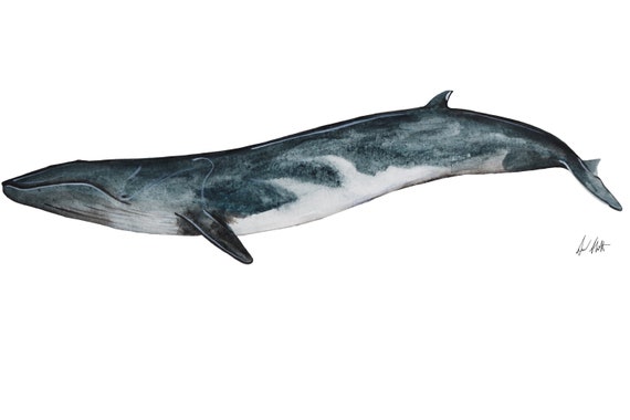 Fin Whale, Species