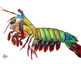 Mantis Shrimp Species Portrait - Giclée Art Print