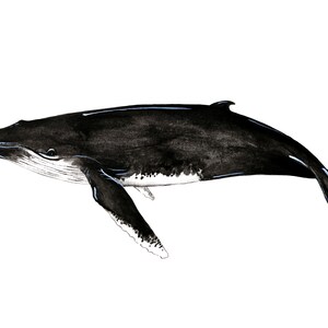 Humpback Whale Species Portrait - Giclée Art Print