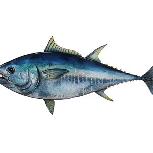 Pacific Bluefin Tuna Species Portrait - Giclée Art Print