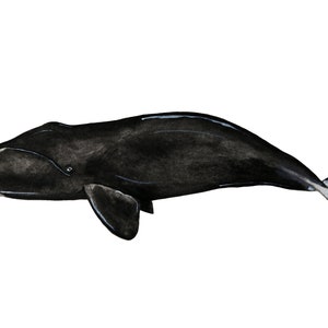 Bowhead Whale Species Portrait - Giclée Art Print