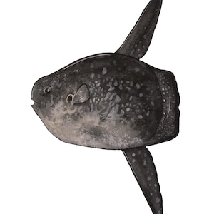 Ocean Sunfish (Mola Mola) Species Portrait - Giclée Art Print