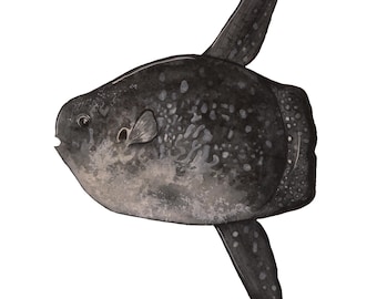 マンボウ、マンボウ、スラベイカ・アラジョワによる海のマンボウの