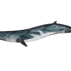 Fin Whale Species Portrait - Giclée Art Print