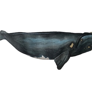 North Atlantic Right Whale Species Portrait - Giclée Art Print