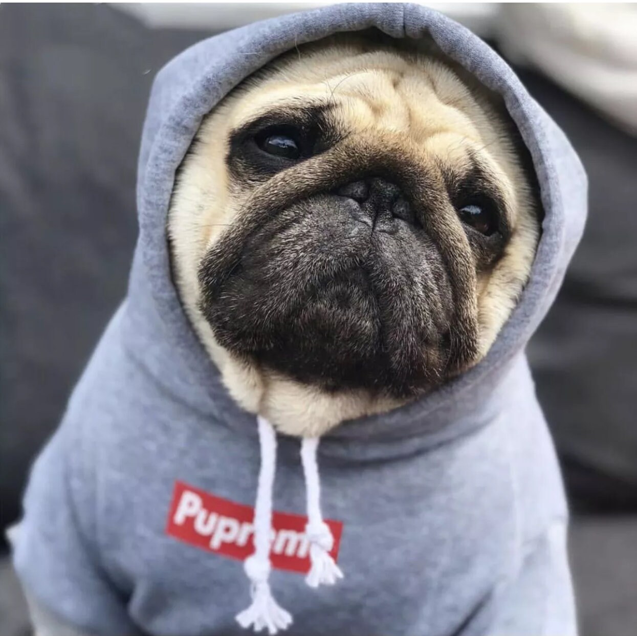 Pupreme Box Logo Monogram Hoodie | Paws Circle | Streetwear for Dog Red / S