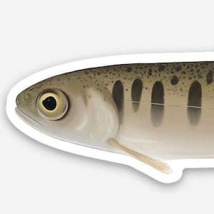 May include: A sticker featuring a detailed illustration of a fish. The fish has a silver body with dark spots and stripes, a yellow fin, and a black fin. The artist's name, Olivia Boeberitz, is printed on the sticker.