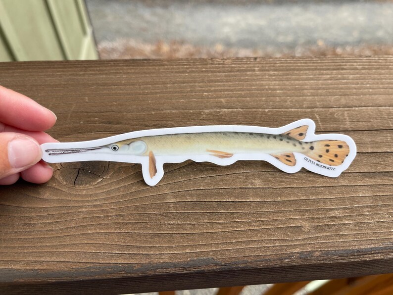 Longnose Gar Sticker - Etsy