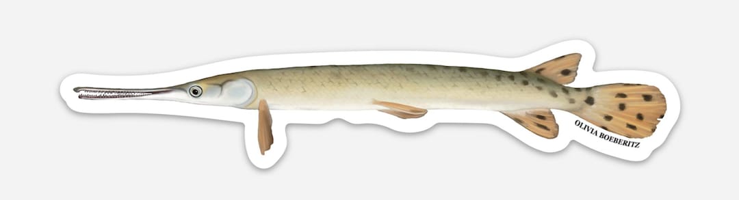 Longnose Gar Sticker - Etsy