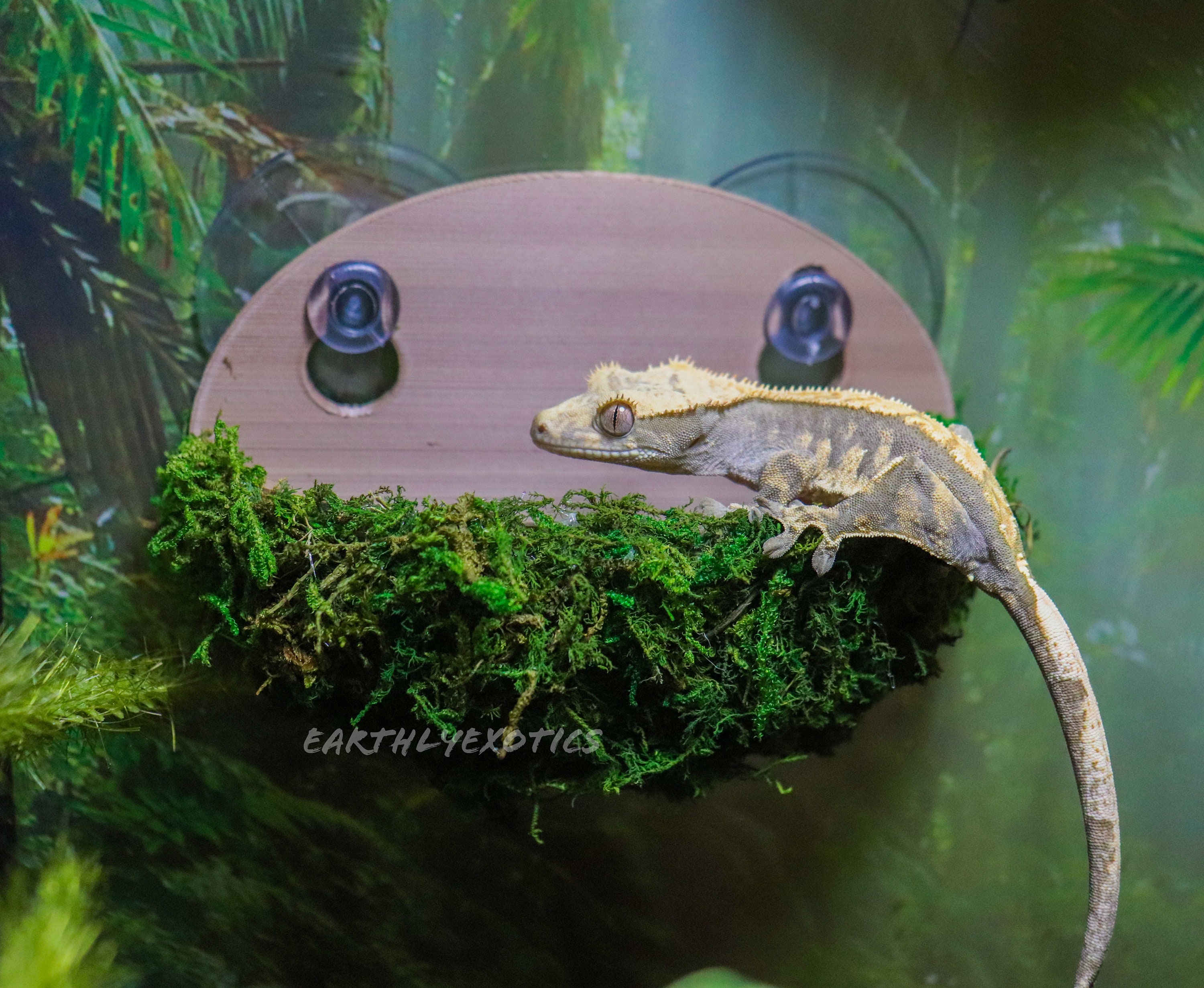 Small Mossy Suction Cup Pod Hide for Reptiles, Hanging Frog Hide