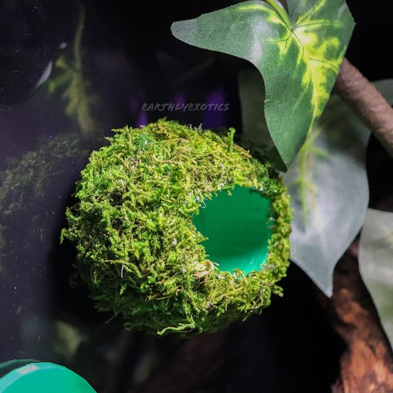 Small Mossy Suction Cup Pod Hide for Reptiles, Hanging Frog Hide