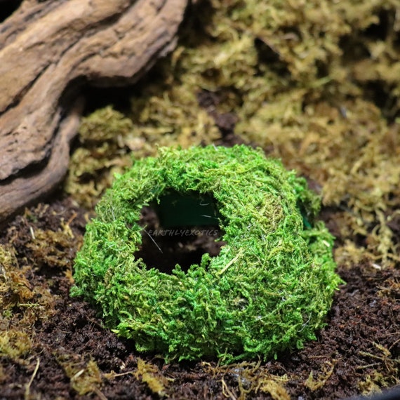 Mossy Reptile Hide, Small Ground Hide, Snake Enrichment, Playground Moss  Terrarium Decor, Lizard Snake Gecko Frog Hide, Reptile Supplies 