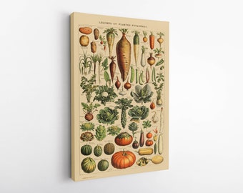 Beautiful set of various types of vegetable, vintage french art print with named varieties