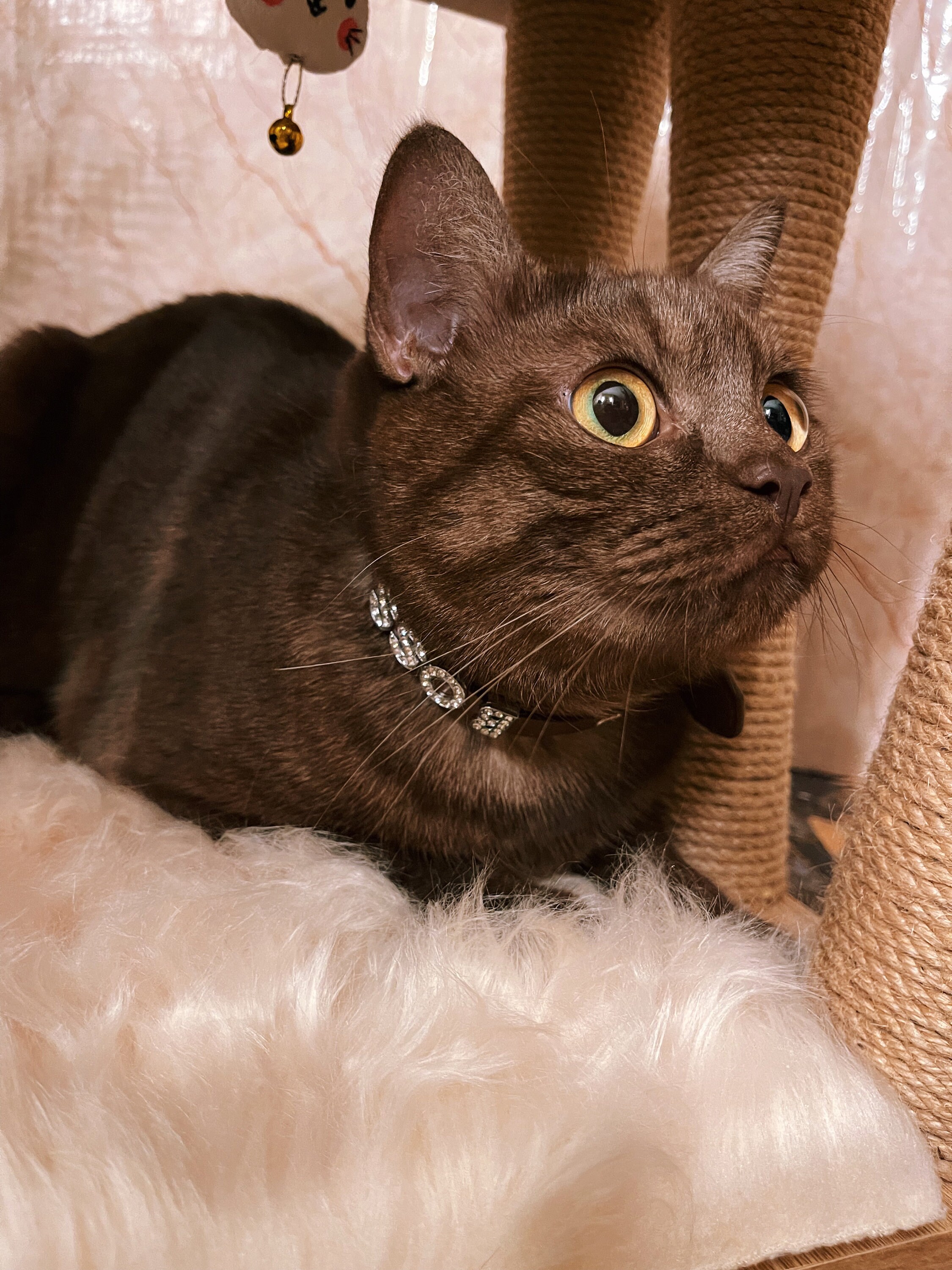 Cat Bed Modern Pet Furniture Handmade Cat House Warm Cat Etsy