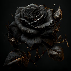 Black Rose