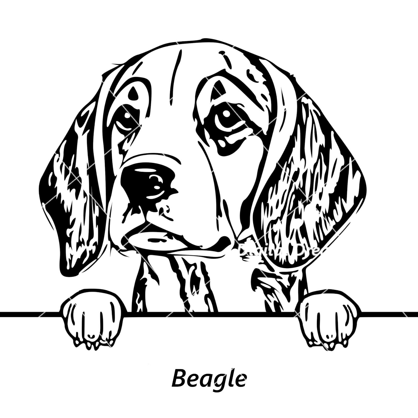 Beagle SVG - Peeking Pet, Dog, Vector, DXF, PNG, Clipart - Vector ...