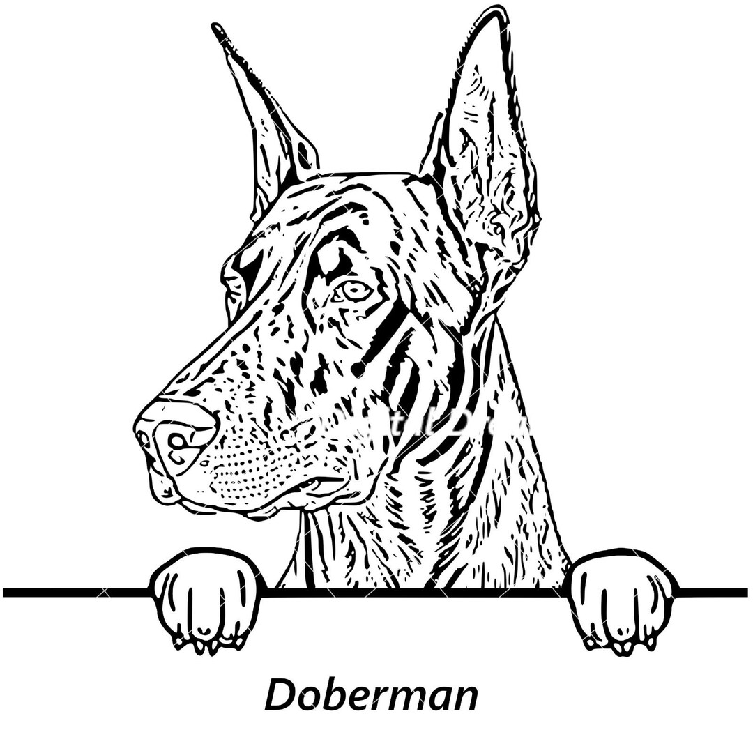 Doberman SVG Dog, Pet, Vector, Breed, DXF, PNG, Clipart - Vector ...