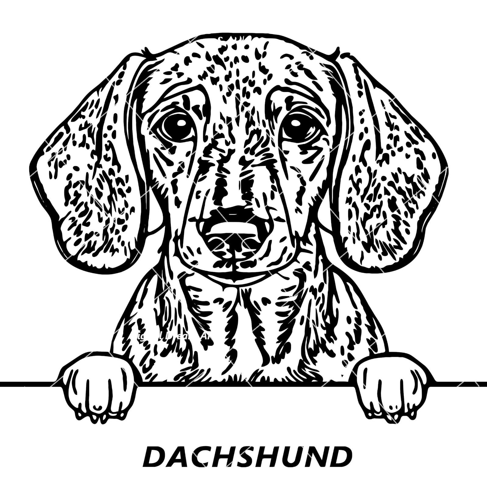 Dachshund SVG - Peeking Dog, Vector, DXF, PNG, Clipart - Vector Graphic ...