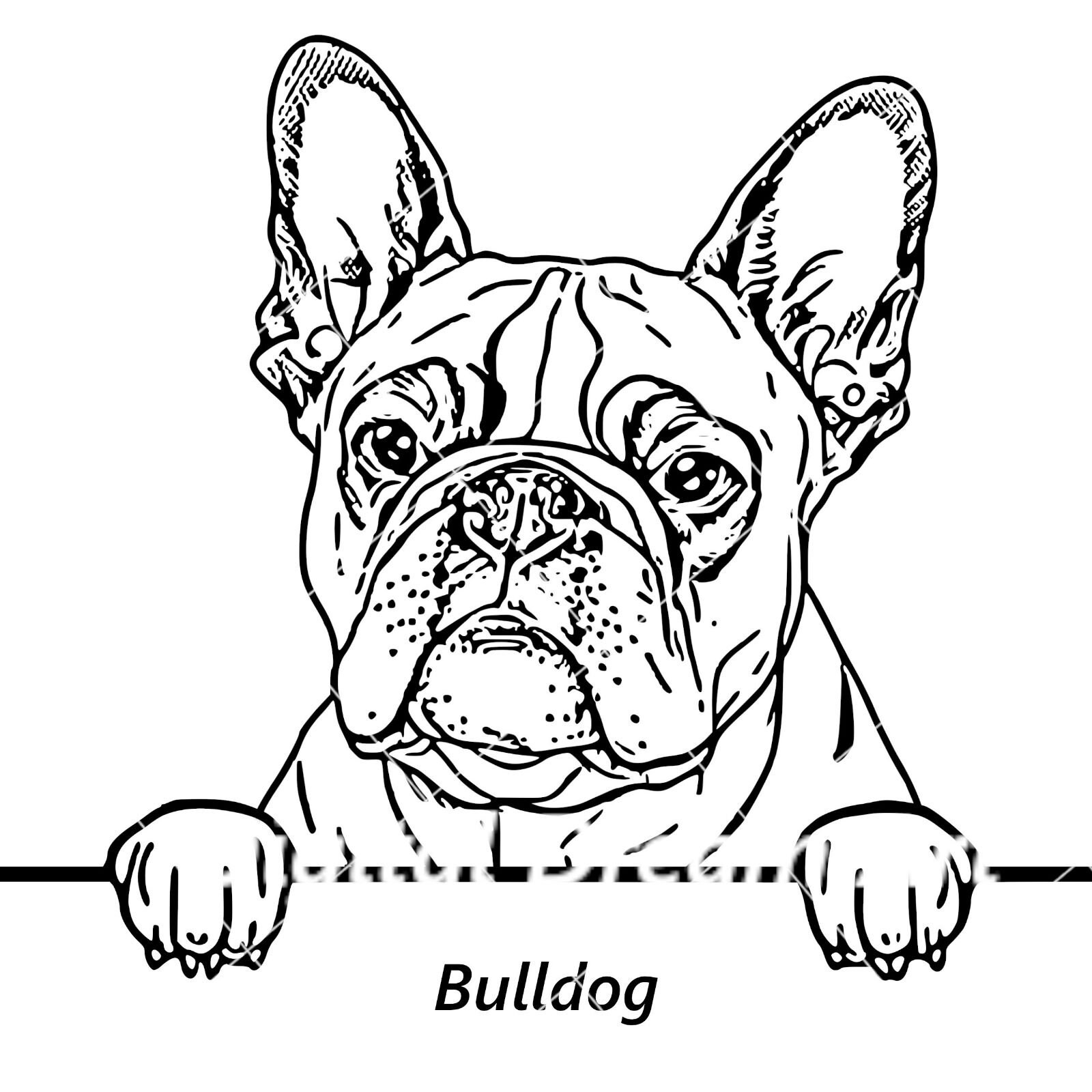 Bulldog SVG -peeking Pet, Vector, Breed, DXF, PNG, Clipart -vector ...
