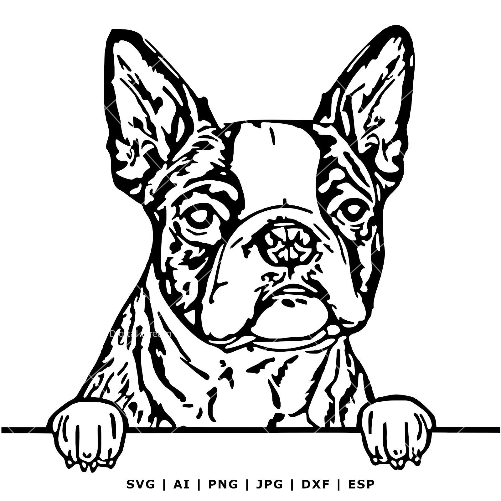 Boston Terrier SVG - Pet - Dog, Vector, DXF, PNG, Clipart - Vector ...
