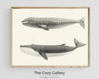 Sketch Whales vintage minimalist printable art, Nautical drawing whale nursery boy, Coastal beach house decor
