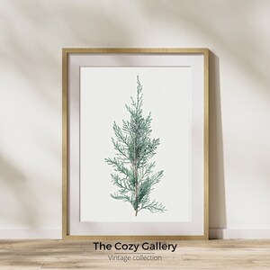 Pine tree branch Neutral winter vintage printable art, Minimalist Winter farmhouse botanical greenery print