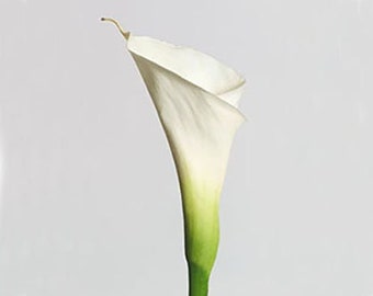 Calla Lily Photo, Flower Photography, Fine Art Photography