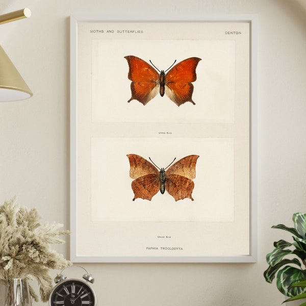 Tropical Leafwing (Paphia Troglodyta), Printable Wall Art, Digital download, Printable Art.