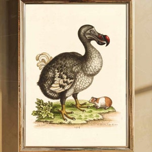 Puede incluir: Una ilustración vintage de un dodo, un ave no voladora nativa de Mauricio, de pie sobre un parche de hierba verde con un pequeño roedor a su lado. La ilustración está en un marco marrón y tiene un fondo blanco.