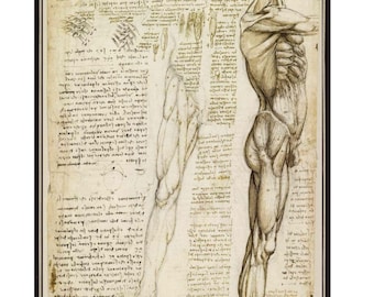 Impresión artística de anatomía de Leonardo da Vinci: músculos de la pierna, ilustración médica vintage, impresión descargable