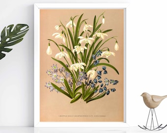 May include: A vintage botanical illustration of white snowdrop flowers and blue squill flowers with green leaves on a light brown background. The illustration is framed in a white frame.