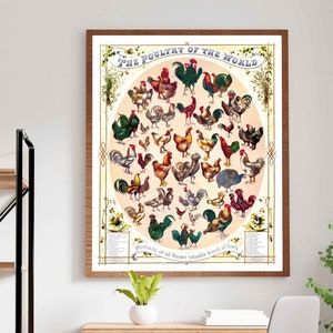 Vintage Chicken Poultry Breeds Illustration Print - Farmhouse Decor, Country Kitchen Art