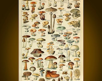 Vintage Mushroom, Botanical Illustration, Art Print, Downloadable Wall Decor, Mycology Poster