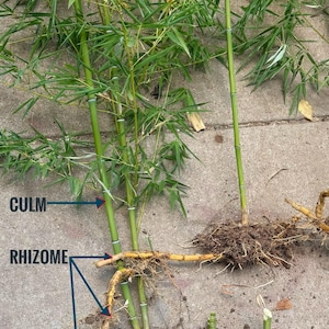 Op de afbeelding: Een bamboeplant met groene stengels, dunne groene bladeren en beige wortelstokken met zichtbare knopen. Blauwe pijlen en tekstlabels identificeren de delen culm, rhizoom en nodule van de plantstructuur en tonen het wortelsysteem.