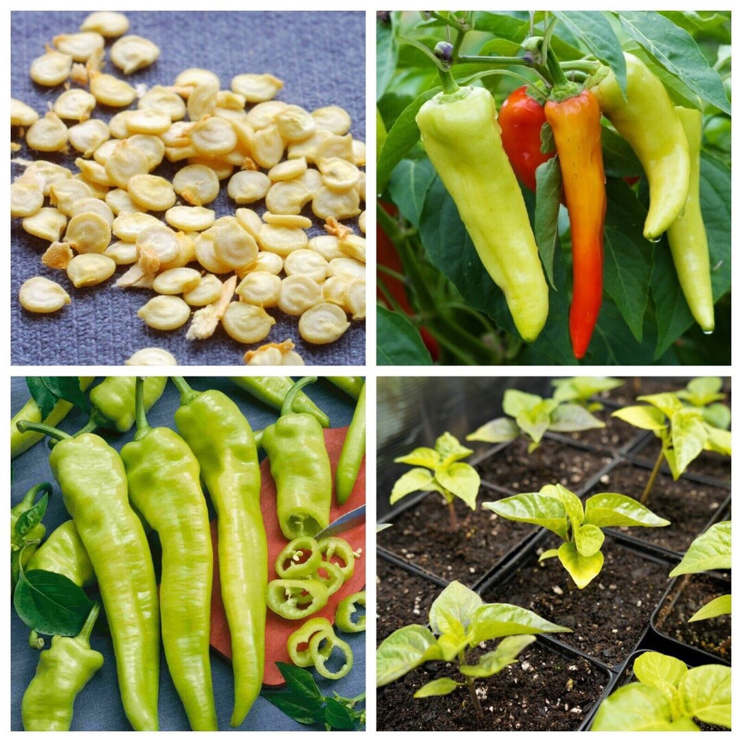 Sweet Banana Pepper Seeds Etsy