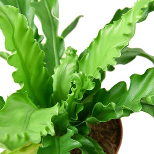 4in Fern "Bird's Nest Victoria" | live plants | houseplant | indoor plant