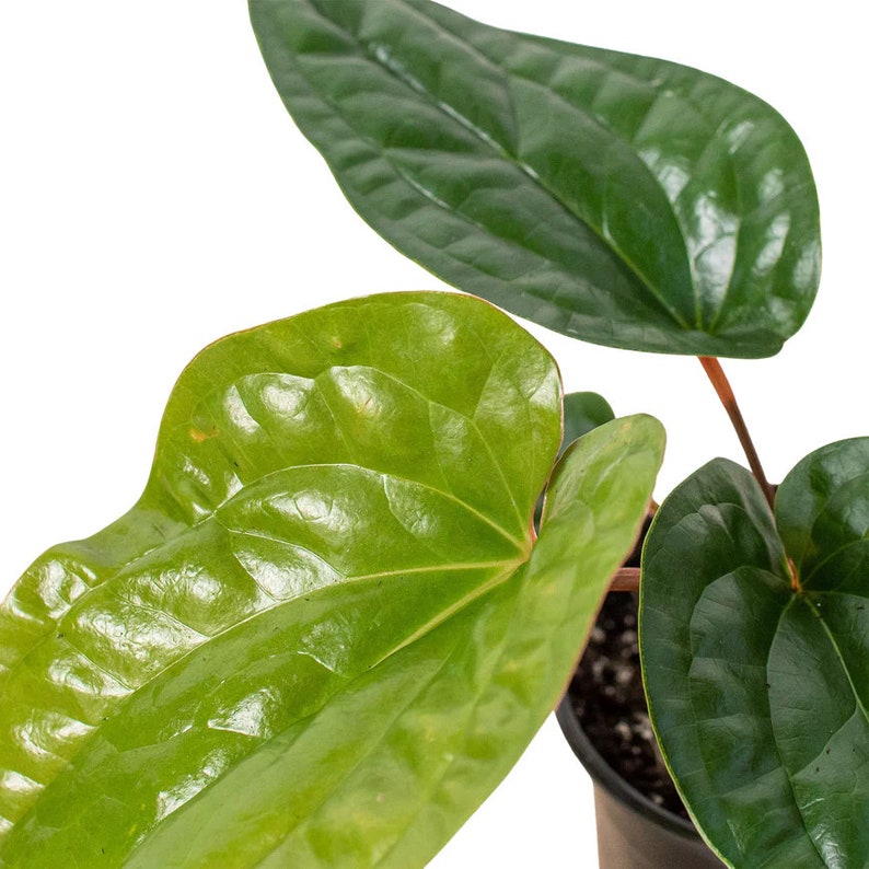 4in Anthurium radicans X Luxurians Rare Plant Etsy