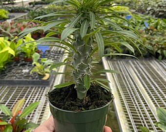 4in Madagascar Palm