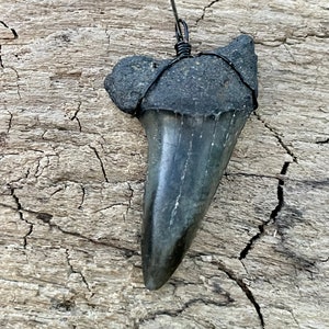 Mako Shark Tooth Pendant