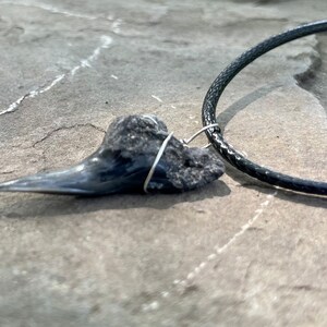 Genuine Shark Tooth Necklace