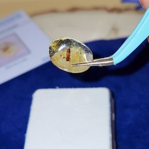 Certified Natural Baltic Amber Oval Cabochons with Insect Inclusions