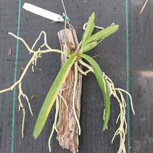 Orchid Vanda Banshee V loiuvillei x insignis mounted on driftwood Hanging Plants image 3