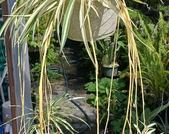 Spider Plant Price Drop in Hanging Basket or Pot Tropical House Plant groundcover, Dart Frog Tank Terrarium