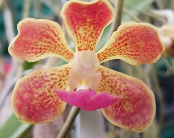 Orchid Vanda Banshee V loiuvillei x insignis mounted on driftwood Hanging Plants